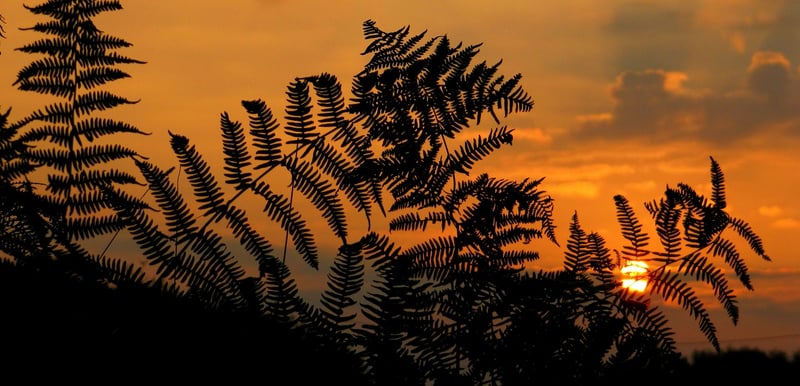 Planting Trees for Carbon Offset